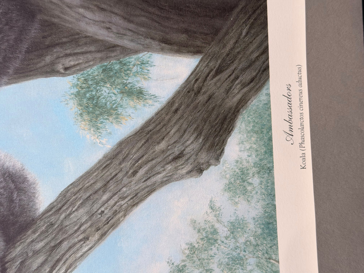 Vintage Charles Frace Signed Koala Print Ambassadors 1990 Limited Edition COA