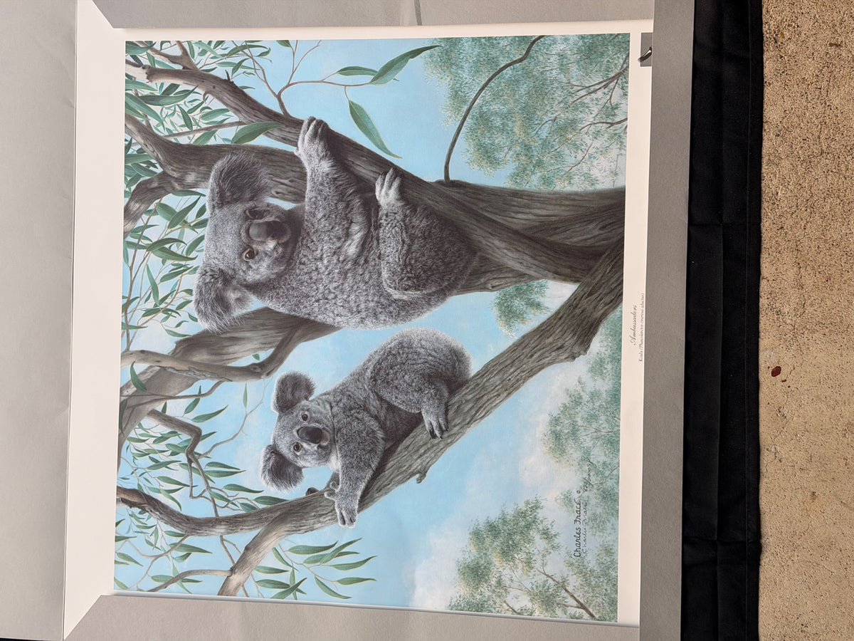 Vintage Charles Frace Signed Koala Print Ambassadors 1990 Limited Edition COA